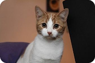 Domestic Shorthair Kitten for Sale in East Brunswick, New Jersey - Watson Domestic Shorthair Kitten for Sale in East Brunswick, New Jersey - Watson