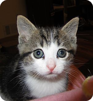 Domestic Mediumhair Kitten for Sale in Richfield, Ohio - Bella's Litter Domestic Mediumhair Kitten for Sale in Richfield, Ohio - Bella's Litter