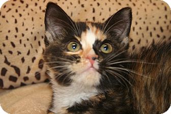 Calico Kitten for Sale in SILVER SPRING, Maryland - CHARLOTTE Calico Kitten for Sale in SILVER SPRING, Maryland - CHARLOTTE