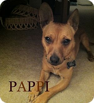 Dachshund/Chihuahua Mix Dog for Sale in San Diego, California - Pappi URGENT Dachshund/Chihuahua Mix Dog for Sale in San Diego, California - Pappi URGENT