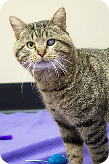 Domestic Shorthair Cat for Sale in Chicago, Illinois - Harvey Domestic Shorthair Cat for Sale in Chicago, Illinois - Harvey