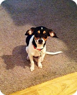 Chihuahua/Jack Russell Terrier Mix Puppy for Sale in Chandler, Arizona - Bennie Chihuahua/Jack Russell Terrier Mix Puppy for Sale in Chandler, Arizona - Bennie