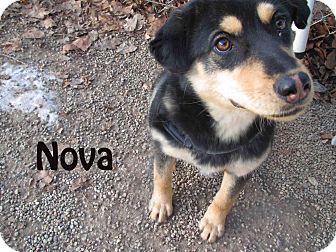 Chow Chow/Shepherd (Unknown Type) Mix Puppy for Sale in Hamilton, Montana - Nova Chow Chow/Shepherd (Unknown Type) Mix Puppy for Sale in Hamilton, Montana - Nova