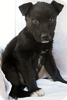 German Shepherd Dog/Labrador Retriever Mix Puppy for Sale in Thousand Oaks, California - Wen German Shepherd Dog/Labrador Retriever Mix Puppy for Sale in Thousand Oaks, California - Wen