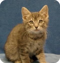 Domestic Shorthair Cat for Sale in Sacramento, California - Len Domestic Shorthair Cat for Sale in Sacramento, California - Len