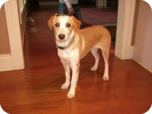 Terrier (Unknown Type, Small)/Jack Russell Terrier Mix Puppy for Sale in Russellville, Kentucky - Scottie Terrier (Unknown Type, Small)/Jack Russell Terrier Mix Puppy for Sale in Russellville, Kentucky - Scottie