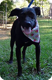 Manchester Terrier Mix Dog for Sale in Ocala, Florida - Faith Manchester Terrier Mix Dog for Sale in Ocala, Florida - Faith