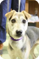 Jack Russell Terrier/Beagle Mix Dog for Sale in Dover, Ohio - Sydney Jack Russell Terrier/Beagle Mix Dog for Sale in Dover, Ohio - Sydney