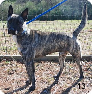 Dutch Shepherd/Akita Mix Dog for Sale in Pulaski, Tennessee - Courtesy Dutch Shepherd/Akita Mix Dog for Sale in Pulaski, Tennessee - Courtesy