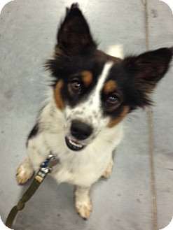 Australian Cattle Dog/Papillon Mix Puppy for Sale in Manchester, Connecticut - Jackson Australian Cattle Dog/Papillon Mix Puppy for Sale in Manchester, Connecticut - Jackson