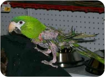 Macaw for Sale in Shawnee Mission, Kansas - Sir John Macaw for Sale in Shawnee Mission, Kansas - Sir John