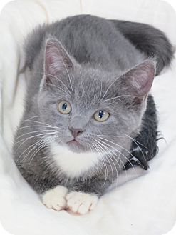 Domestic Shorthair Kitten for Sale in Speonk, New York - Felicity Domestic Shorthair Kitten for Sale in Speonk, New York - Felicity