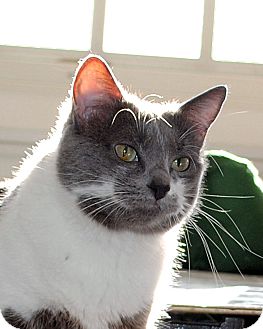 Domestic Shorthair Cat for Sale in Palmdale, California - Serena Domestic Shorthair Cat for Sale in Palmdale, California - Serena