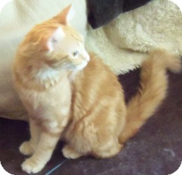 Maine Coon Cat for Sale in Ennis, Texas - Jack Maine Coon Cat for Sale in Ennis, Texas - Jack
