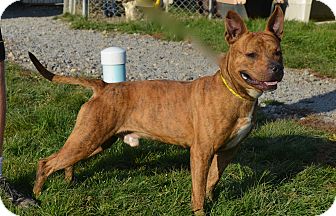 American Pit Bull Terrier Mix Dog for Sale in New cumberland, West Virginia - Rocksford American Pit Bull Terrier Mix Dog for Sale in New cumberland, West Virginia - Rocksford
