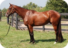 Thoroughbred for Sale in Nicholasville, Kentucky - Three Wild Wonders Thoroughbred for Sale in Nicholasville, Kentucky - Three Wild Wonders