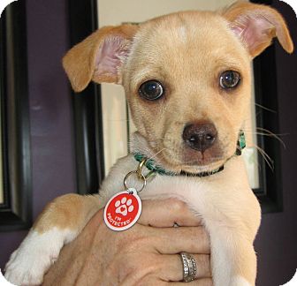 Chihuahua Mix Puppy for Sale in Thousand Oaks, California - Ferb Chihuahua Mix Puppy for Sale in Thousand Oaks, California - Ferb