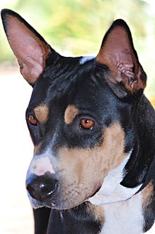 Australian Kelpie Mix Dog for Sale in Scottsdale, Arizona - Kara Australian Kelpie Mix Dog for Sale in Scottsdale, Arizona - Kara