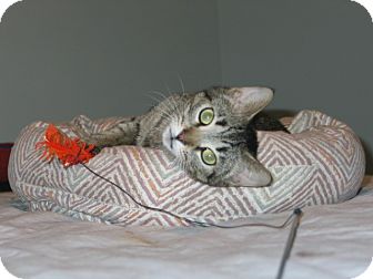 Domestic Shorthair Cat for Sale in West Dundee, Illinois - Mimi Domestic Shorthair Cat for Sale in West Dundee, Illinois - Mimi
