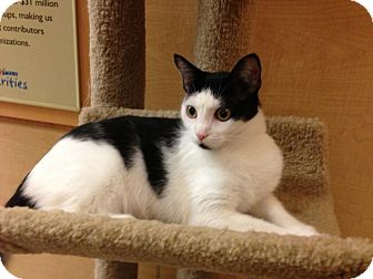 Domestic Shorthair Cat for Sale in Monroe, Georgia - Lily Domestic Shorthair Cat for Sale in Monroe, Georgia - Lily