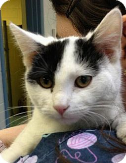 Domestic Shorthair Cat for Sale in Richboro, Pennsylvania - Twiggy Domestic Shorthair Cat for Sale in Richboro, Pennsylvania - Twiggy