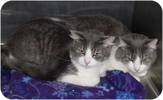 Domestic Mediumhair Cat for Sale in North Highlands, California - Thunder & Lightning Domestic Mediumhair Cat for Sale in North Highlands, California - Thunder & Lightning