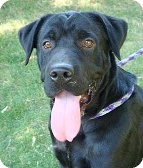 Labrador Retriever/Mastiff Mix Dog for Sale in Red Bluff, California - Duncan Labrador Retriever/Mastiff Mix Dog for Sale in Red Bluff, California - Duncan