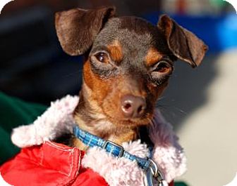 Miniature Pinscher Dog for Sale in Kettering, Ohio - Rudolph Miniature Pinscher Dog for Sale in Kettering, Ohio - Rudolph
