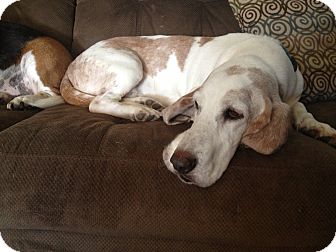Basset Hound Dog for Sale in Groton, Massachusetts - Fred Basset Hound Dog for Sale in Groton, Massachusetts - Fred