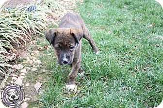 American Pit Bull Terrier/Labrador Retriever Mix Puppy for Sale in Atlanta, Georgia - Santana American Pit Bull Terrier/Labrador Retriever Mix Puppy for Sale in Atlanta, Georgia - Santana
