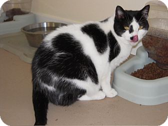 Domestic Shorthair Cat for Sale in Jenkintown, Pennsylvania - Rapunzel Domestic Shorthair Cat for Sale in Jenkintown, Pennsylvania - Rapunzel