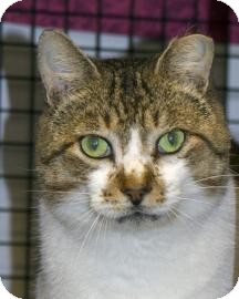Domestic Shorthair Cat for Sale in Gainesville, Florida - Pistachio Domestic Shorthair Cat for Sale in Gainesville, Florida - Pistachio