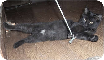 Domestic Shorthair Kitten for Sale in Catasauqua, Pennsylvania - Savannah Domestic Shorthair Kitten for Sale in Catasauqua, Pennsylvania - Savannah