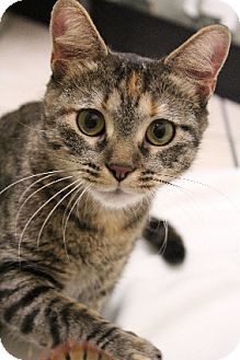 Domestic Shorthair Cat for Sale in Chicago, Illinois - Halle Domestic Shorthair Cat for Sale in Chicago, Illinois - Halle