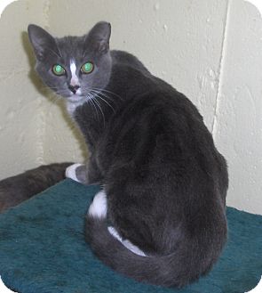 Domestic Shorthair Kitten for Sale in Middletown, Connecticut - Bonnie Domestic Shorthair Kitten for Sale in Middletown, Connecticut - Bonnie