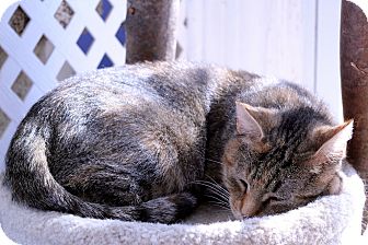 Domestic Shorthair Cat for Sale in Chicago, Illinois - Phyllida Domestic Shorthair Cat for Sale in Chicago, Illinois - Phyllida