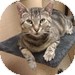 Domestic Shorthair Cat for Sale in Vancouver, British Columbia - Madge Domestic Shorthair Cat for Sale in Vancouver, British Columbia - Madge