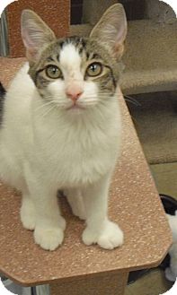 Domestic Shorthair Kitten for Sale in Wickenburg, Arizona - Cleo Domestic Shorthair Kitten for Sale in Wickenburg, Arizona - Cleo