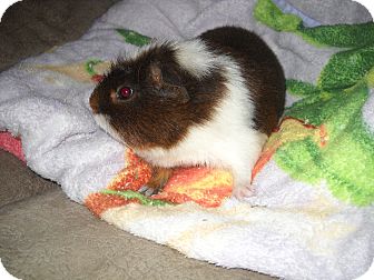 Guinea Pig for Sale in johnson creek, Wisconsin - jeffery Guinea Pig for Sale in johnson creek, Wisconsin - jeffery