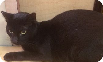 Domestic Shorthair Cat for Sale in Modesto, California - Sooty Domestic Shorthair Cat for Sale in Modesto, California - Sooty