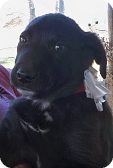 Labrador Retriever Mix Puppy for Sale in Manchester, Connecticut - Buford in Manchester Ct Labrador Retriever Mix Puppy for Sale in Manchester, Connecticut - Buford in Manchester Ct