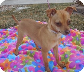 Chihuahua Mix Puppy for Sale in Westminster, Colorado - Hayley Chihuahua Mix Puppy for Sale in Westminster, Colorado - Hayley