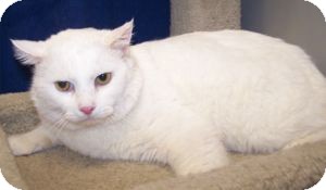 Domestic Shorthair Cat for Sale in Colorado Springs, Colorado - Ghost Domestic Shorthair Cat for Sale in Colorado Springs, Colorado - Ghost