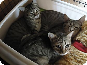 Domestic Shorthair Cat for Sale in Summerville, South Carolina - Vickie Domestic Shorthair Cat for Sale in Summerville, South Carolina - Vickie