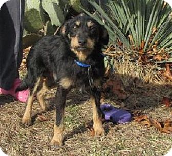 Norwich Terrier/Norfolk Terrier Mix Dog for Sale in Oakland, Arkansas - Scruffy Norwich Terrier/Norfolk Terrier Mix Dog for Sale in Oakland, Arkansas - Scruffy