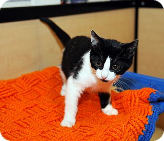 Domestic Shorthair Kitten for Sale in Farmingdale, New York - Pookie Domestic Shorthair Kitten for Sale in Farmingdale, New York - Pookie