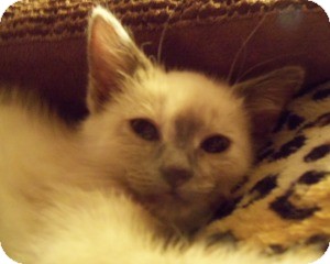 Ragdoll Kitten for Sale in Ennis, Texas - Seren Ragdoll Kitten for Sale in Ennis, Texas - Seren
