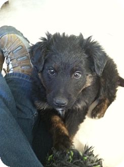 Retriever (Unknown Type) Mix Puppy for Sale in Morgantown, West Virginia - Johnny Retriever (Unknown Type) Mix Puppy for Sale in Morgantown, West Virginia - Johnny