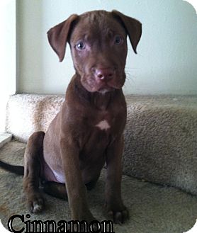 American Bulldog/Labrador Retriever Mix Puppy for Sale in Dry Branch, Georgia - Cinnamon American Bulldog/Labrador Retriever Mix Puppy for Sale in Dry Branch, Georgia - Cinnamon