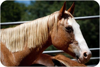 Quarterhorse/Other/Unknown Mix for Sale in El Dorado Hills, California - Willow Quarterhorse/Other/Unknown Mix for Sale in El Dorado Hills, California - Willow